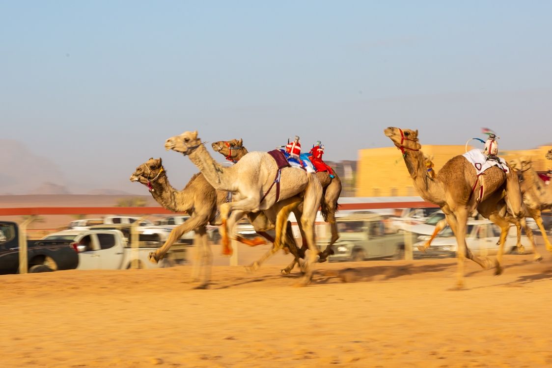 ولي العهد يرعى حفل ختام مهرجان الأردن لسباقات الهجن